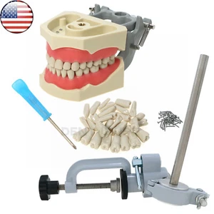 Tipodonte dental estadounidense modelo Columbia Dentoform 860 tipo con 32 piezas dientes extraíbles - Imagen 1 de 29