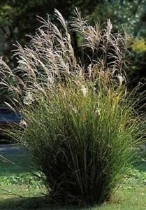 Miscanthus Silver Premier Ornamental Grass The Leaves Are Medium Green 25 Seeds
