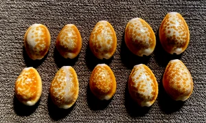 cowrie 10 pcs Cypraea naria helvola 17 -20 mm GEM " collectible beauty WOW! - Picture 1 of 8