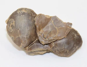 Brachiopoden, Coenothyris vulgaris, Trias Muschelkalk, Winterhausen, BRD-eb9140 - Bild 1 von 5