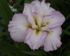 Iris ensata ‘Lady in Waiting’ - Marginal Pond Plants   - Pond Plants - Water ...