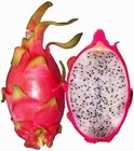 talea PITAYA DRAGON FRUIT HYLOCEREUS UNDATUS MONACANTHUS MEGALANTHUS 