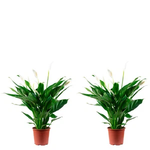 2er-Set Einblatt 4-8 Blüten/Knospen - Spathiphyllum - Höhe ca. 70 cm, Topf-Ø 17 - Bild 1 von 1