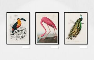 Vintage Birds Set of 3 Art Prints Painting Living Room Posters Portrait Picture