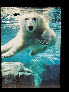 Oso polar Toledo Zoo postal vintage publicidad recuerdo  - Imagen 1 de 2