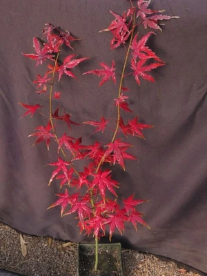 Seed Grown Acer Palmatum 'Arakawa' Rough Bark Japanese Maple Tree 31-Inches Tall - Image 1 of 4