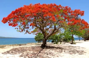DWARF POINCIANA PLANT,FLAME TREE, FAST GROWING LANDSCAPE GARDEN SHADE TREE - Picture 1 of 13