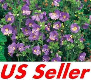 40+ Seeds, PURPLE RAIN POLEMONIUM SEEDS G38, JACOB'S LADDER Shade Perennial - Picture 1 of 3