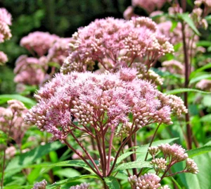 1000 JOE PYE WEED (Eutrochium maculatum) Perennial Flowering Bush Garden Plant - Picture 1 of 3