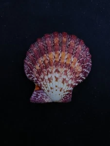 Large, full pecten pallium sea shells. Natural craft art beach decoration #14784 - Picture 1 of 3