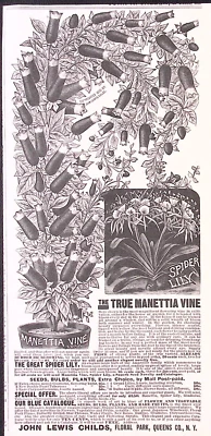 1891 John Lewis Childs Araña Lirio Manettia Vid Semillas Bulbos Plantas Anuncio Impreso Foto 1 de 2