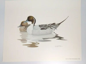 Wildlife Artist Richard Sloan Pin Tail Ducks Art Print 1981 Signed 10 x 12 - Picture 1 of 5