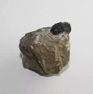 Trilobit Gerastos Fossil Marokko Gliederfüßer Fossilien Trilobite (TT100 - 129) - Bild 1 von 56
