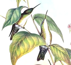 John Gould Schwarzschnabel Azurblau Krone Kolibris Vintage Kunstdruck Exlibris 286 - Bild 1 von 5
