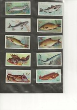 PLAYER'S - FISHES OF THE WORLD - TYPE CARD - BLENNY - ISSUED 1903