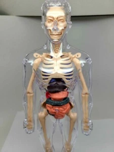 Human Transparent Body Model Kit Anatomy Skeleton Organ Bone Body Education Aid - Picture 1 of 7