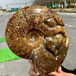 3.74LB Rare! Natural Tentacle Ammonite FossilSpecimen Shell Healing Madagascar - Picture 1 of 24