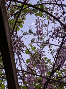 Wisteria seeds Chinese vine fuji flower purple bonsai cascades pergola one oz - Picture 1 of 10