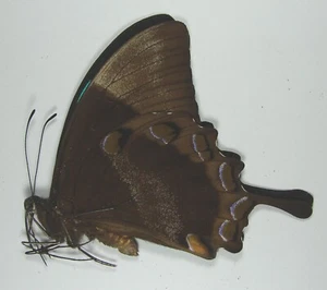 PAPILIO ULYSSES AUTOLYCUS HERMOSO ESPÉCIMEN Bulolo, Papúa Nueva Guinea #2 - Imagen 1 de 2