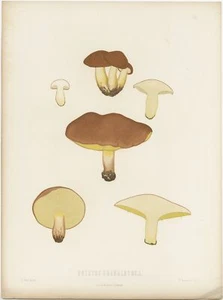 Antiguo estampado micológico del Suillus Granulatus de Fries (c.1860) - Imagen 1 de 1
