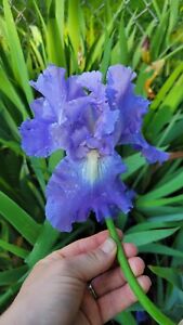 Blue Bearded Iris Live Plant Bulb Rhizome with Fans 