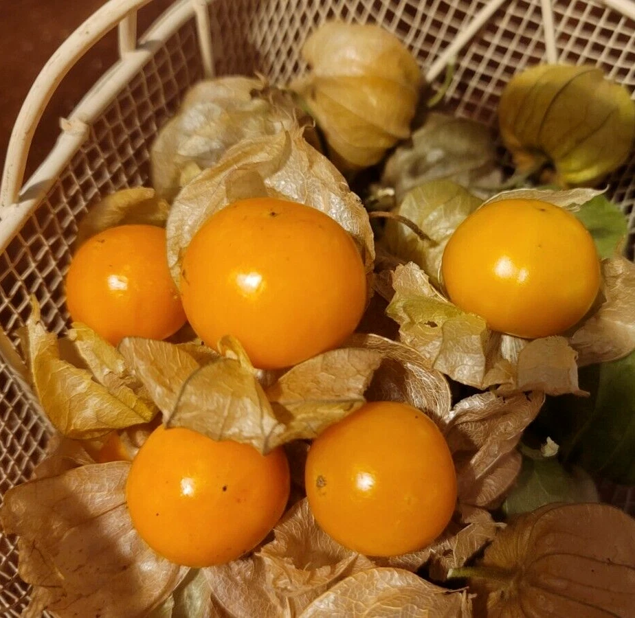 Andenbeere Physalis Schönbrunner Gold besonders große und aromatische Früchte - Bild 1 von 1