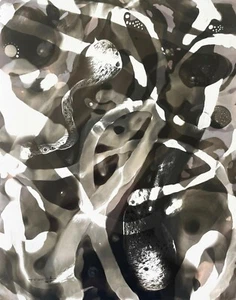 Tonito Original art Chemigram on KODAK B&W photo Paper.GHOSTLY IMAGES abstract - Picture 1 of 3