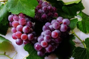 WINE GRAPE VINES FOR SALE MUNSON’S - EXTRA -1 LITER POTS-PLANTABLE YEAR ROUND - Picture 1 of 1