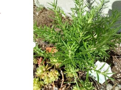5 Rosemary Live Cuttings Clippings To Root Organic Herb Plant Salvia Rosmarinus - Image 1 of 2