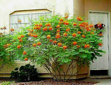 10 Dwarf Poinciana Seeds RED BIRD OF PARADISE, MEXICAN (C. pulcherrima) USA Sell