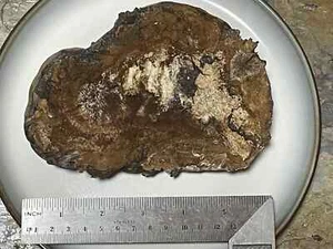 10 ounces/280gm FRESH Alaskan Chaga Mushroom Organic Wild Harvested 05-13-2024 - Picture 1 of 3