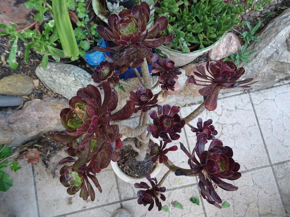 = déco TERRASSE ,JARDIN  solarium  aéoniums  ramifié s et en  tige  - Photo 1/4