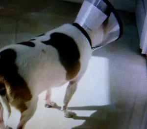 Adjustable Recovery Pet Cones, E-Collars For Dogs, Cats +{ 3 Sizes} - Picture 1 of 6