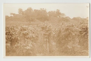 RPPC Puerto Rico Vieques KULTIVFELD Landwirtschaft Landwirtschaft 1926-40er Postkarte - Bild 1 von 2