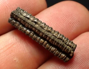 Detailed crinoid stem fossil Pentacrinites (23mm) Charmouth Jurassic Coast UK - Picture 1 of 5