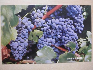 Grenache Trauben California - Bild 1 von 2