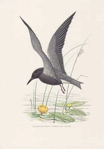 Trauerseeschwalbe Chlidonias niger Farbdruck von 1958 Seeschwalbe Amselmöwe - Bild 1 von 1
