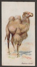 PLAYERS-WILD ANIMALS OF THE WORLD 1901 (WIDE NO LTD)-#04- BACTRIAN CAMEL 