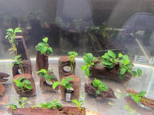 Anubias Nana on Driftwood /Bogwood /Pine cone Freshwater tropical aquarium plant - Picture 1 of 52