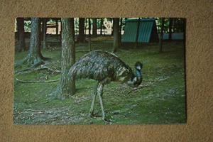 Granja de ciervos Avestrich at Gobblers - Condado de Parke, Indiana - Imagen 1 de 2