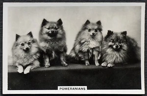 POMERANIAN SENIOR SERVICE DOGS SERIES 1939 DOG CIGARETTE CARD #46 - Picture 1 of 2