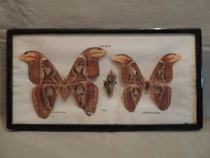 2 Large ATTOCAS ATLAS RHODES butterflys entomology in a frame - Picture 1 of 12