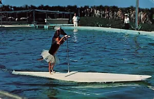 Dog in TuTu Rides Surfboard Pulled by Porpoise Vintage Postcard Marineland of FL - Picture 1 of 2