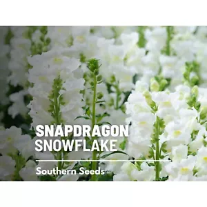 Snapdragon, Snowflake - 200 Seeds - Heirloom Flower, Classic White Blooms, Cut F - Picture 1 of 6