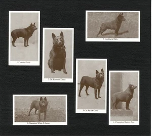 SCHIPPERKE VINTAGE SET SIX NAMED DOG COLLECTABLE TRADE CARDS READY MOUNTED - Picture 1 of 1