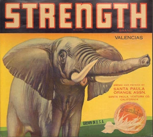 *Original* STÄRKE Elefant Santa Paula Ventura orange Kistenetikett KEINE KOPIE! - Bild 1 von 1