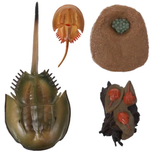 1 Set Hufeisen Krabbe Wachstumszyklus Modell lustig Hufeisen Krabbe Lebenszyklus Figur - Bild 1 von 12
