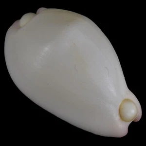 CALPURNUS VERRUCOSUS (Bohol Isl., Filipinas) 26,9 mm #38322 - Imagen 1 de 5
