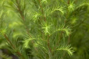 Larix decidua, Europäische Lärche, 100–125 cm, winterhart - Bild 1 von 14