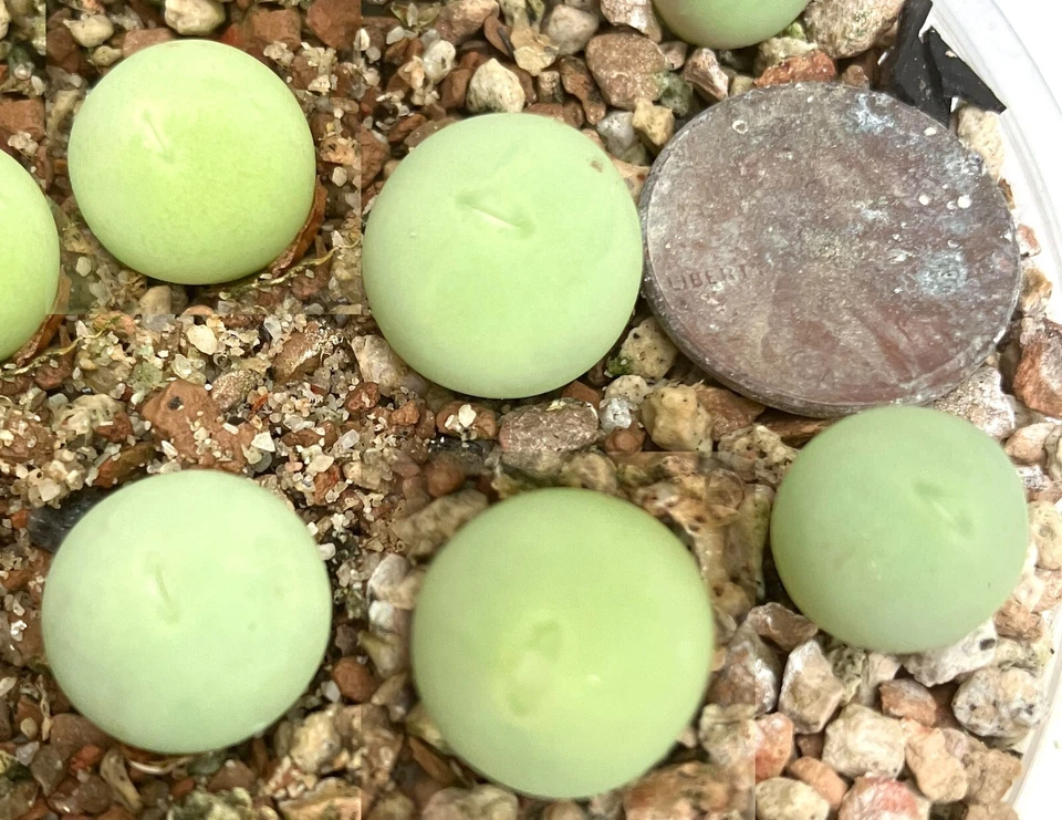 Planta Mesembs - Conophytum calculus - ¡UNA planta de maceta! Foto 1 de 1